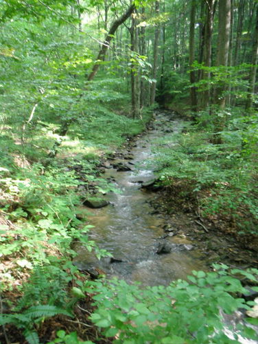 Picture 49 of Rock Castle Gorge Hike 081013