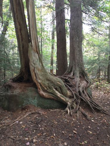 Rooted substrate 