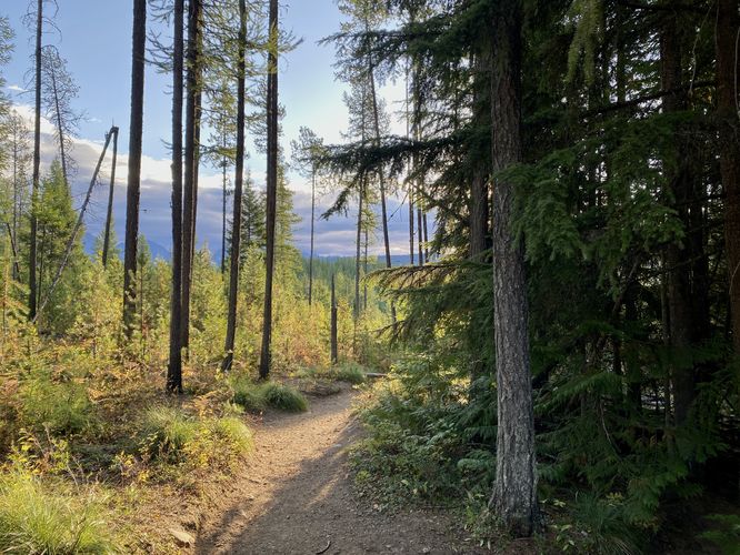 Sunlight pours onto the Lake McDonald Trail