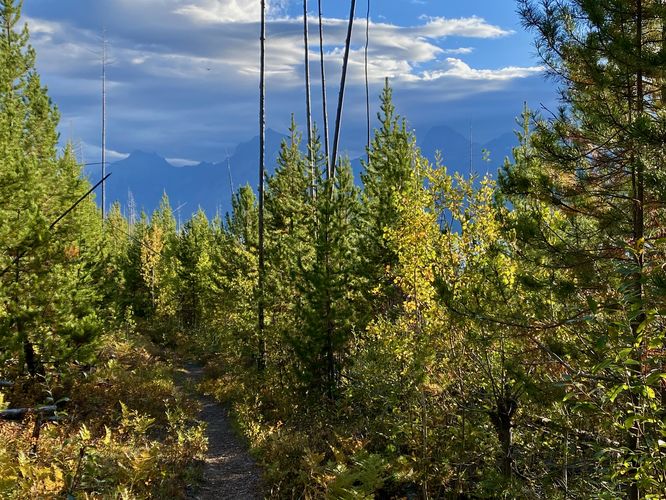 Dead standing trees along the Lake McDonald Trail