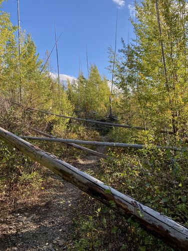 Blowdowns along the Lake McDonald Trail