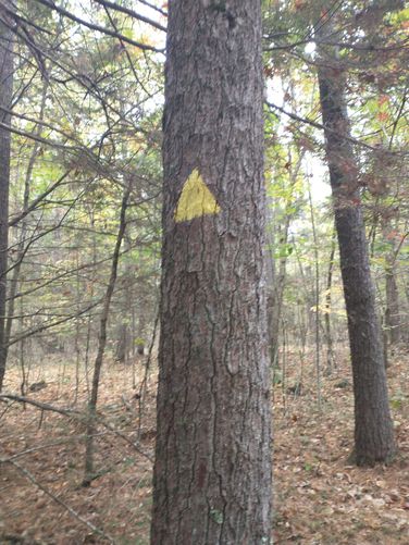 Yellow trail blaze 