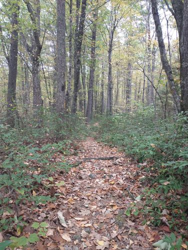Trail flanked by Mountain Laurel 