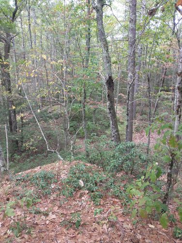 From atop the rocky ledges you can see all the Mountain Laurel in the forest below 