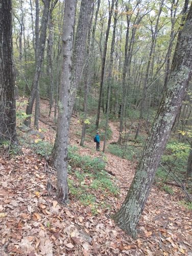 Some ups and downs along the trail through the Mixed forest 