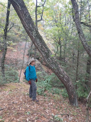 A weird angle for a tree to grow