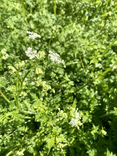 Poison hemlock
