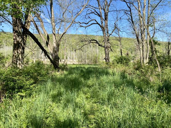 Grassy overgrown trail with poison hemlock