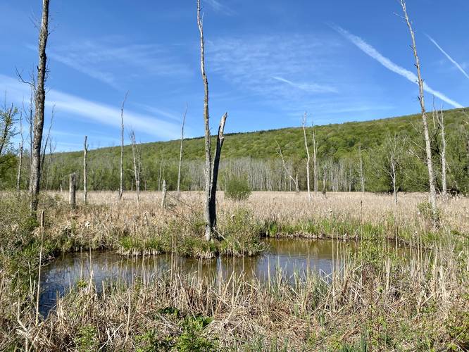 Marsh pond view