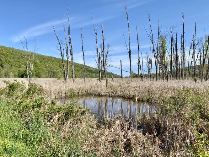 Marsh pond view