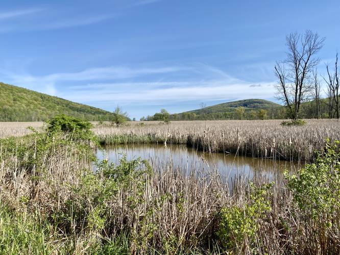 Marsh pond view