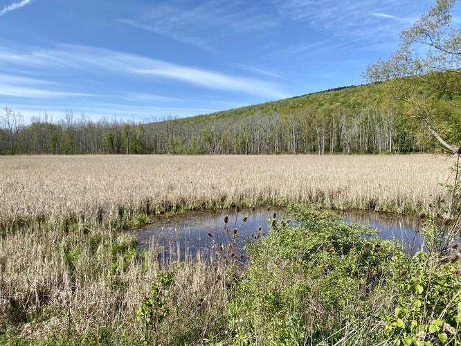 Root's View of the marsh, meadow, and hills