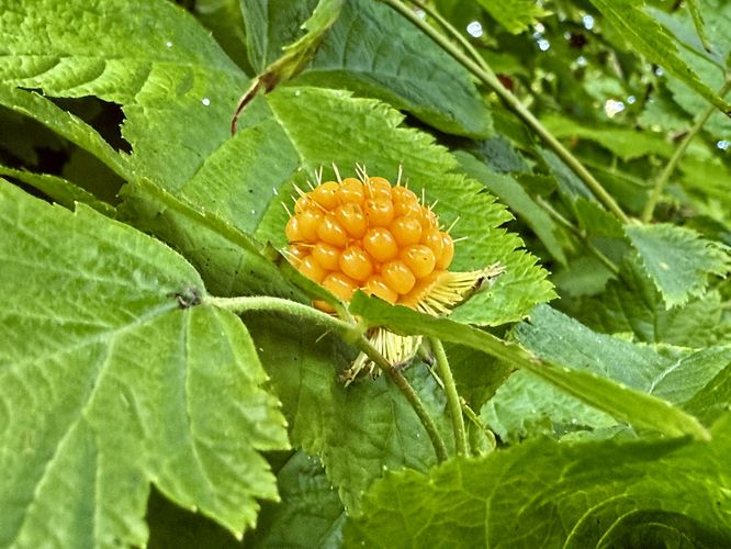 Salmonberry