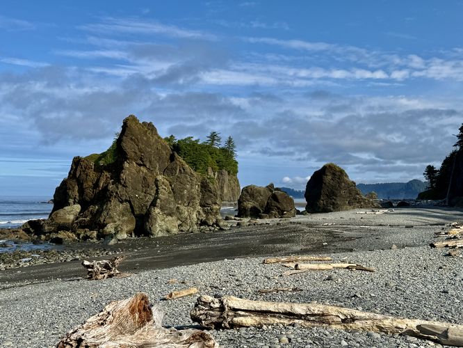 Driftwood and sea stacks on the beach
