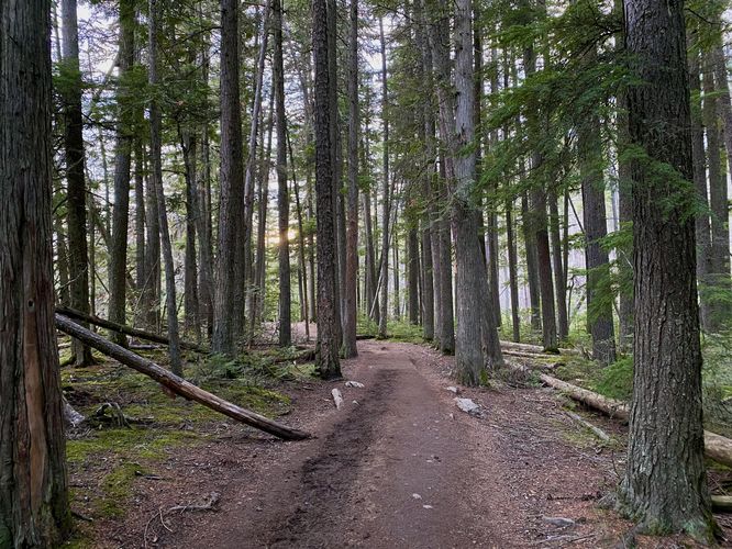 Trail passes through an evergreen forest