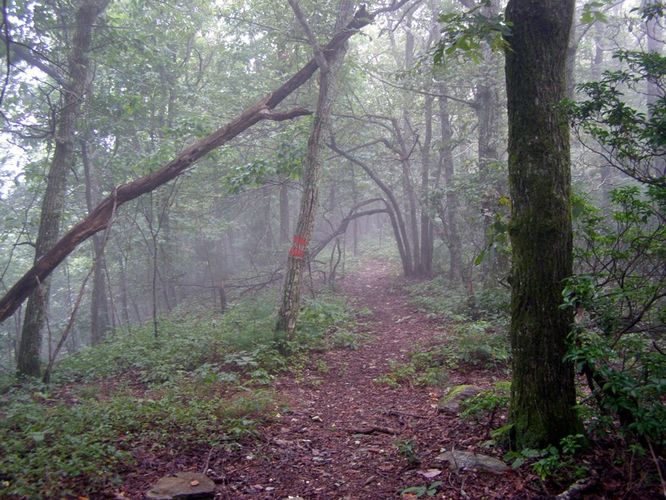 Picture 16 of Saddle Mountain Hike 091414