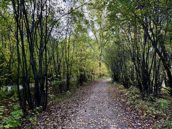 Beautiful autumn foliage along the Saint Marguerite Island Trail