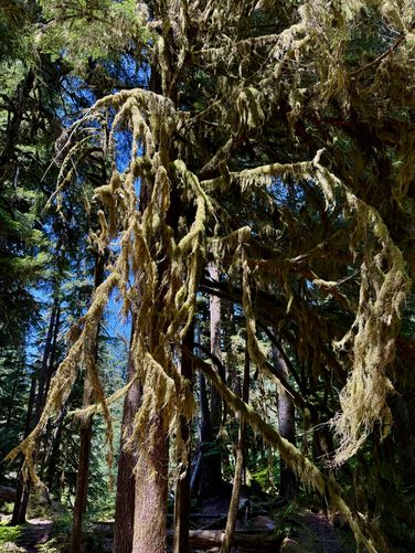 Whispy lush hanging moss growing on trees
