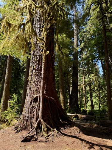 A tree grows skyward while clinging on with its roots to a larger parent tree