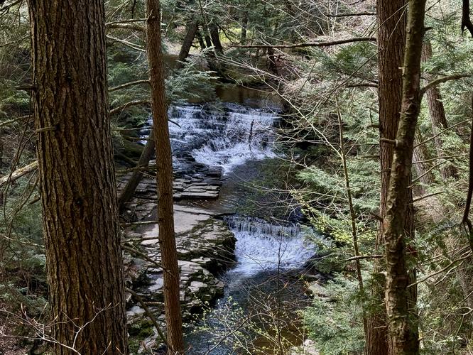 Picture 4 of Salt Springs Waterfalls Loop