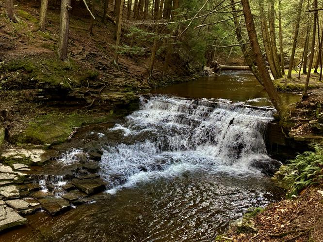 Picture 7 of Salt Springs Waterfalls Loop