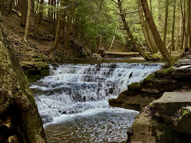 Picture 10 of Salt Springs Waterfalls Loop