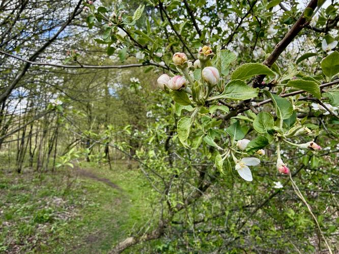 Apple tree flowers along the trail