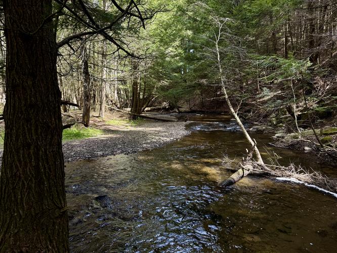 Scenic view of Fall Brook with Eastern Hemlock surrounding the creek