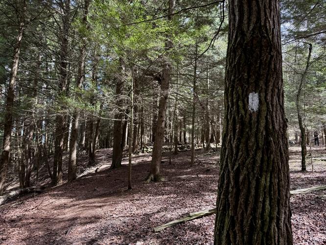 White blazes of the Hemlock Trail