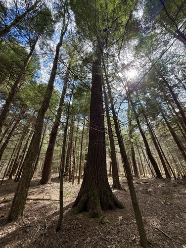 Old growth Eastern Hemlock