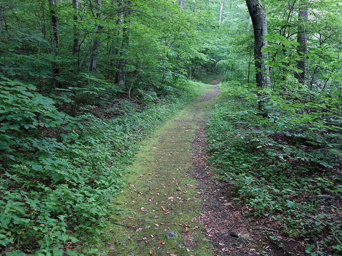 Picture 9 of Sams Ridge and Catlett Spur Hike 060416