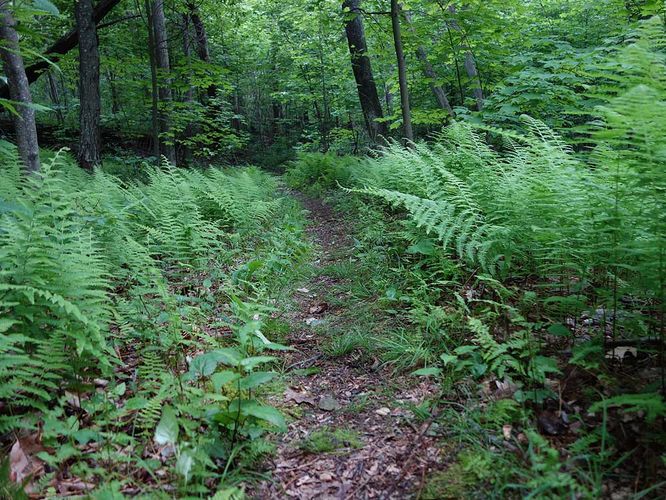Picture 11 of Sams Ridge and Catlett Spur Hike 060416