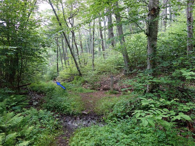 Picture 13 of Sams Ridge and Catlett Spur Hike 060416