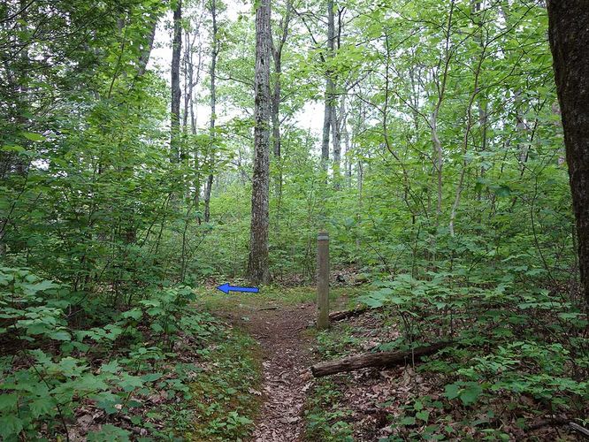 Picture 17 of Sams Ridge and Catlett Spur Hike 060416