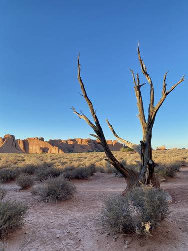 Dead tree standing in the desert of Arches National Park