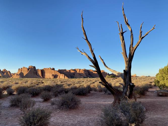 Dead tree standing in the desert of Arches National Park