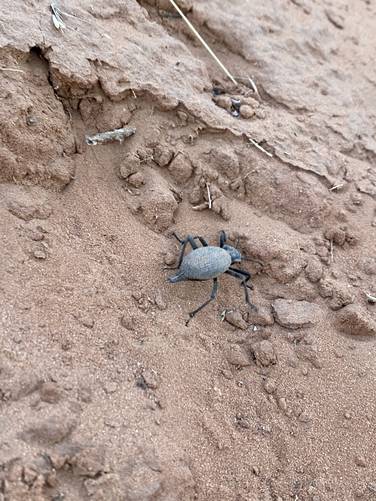 Desert beatle