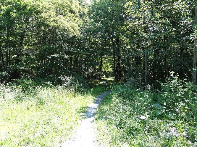 Picture 3 of Sand Flat via Salamander Trail Loop