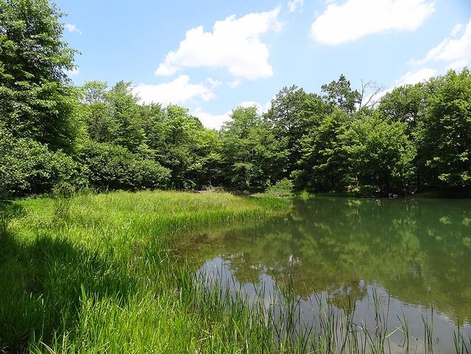 Sand Flat via Salamander Trail Hike - Sand Flat via Salamander Trail Loop album