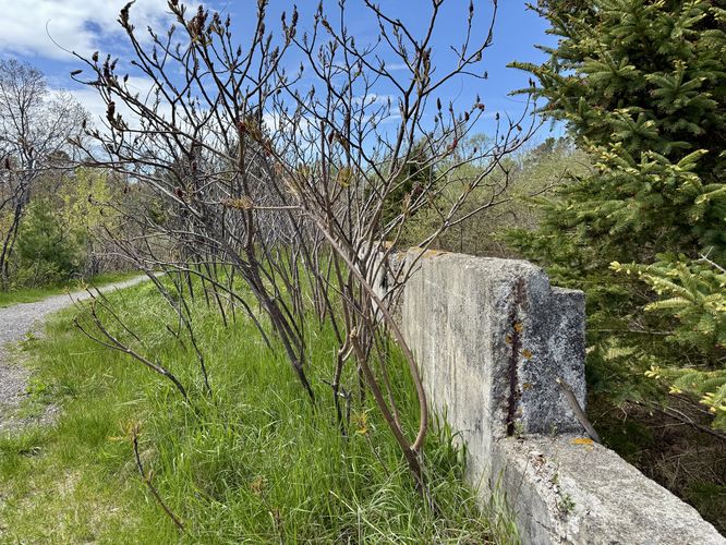 Old foundation, maybe used for the Steamboat Wharf?