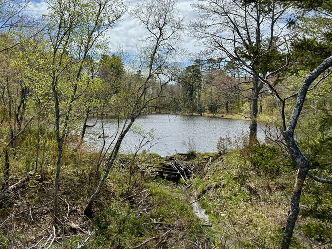 Pond view