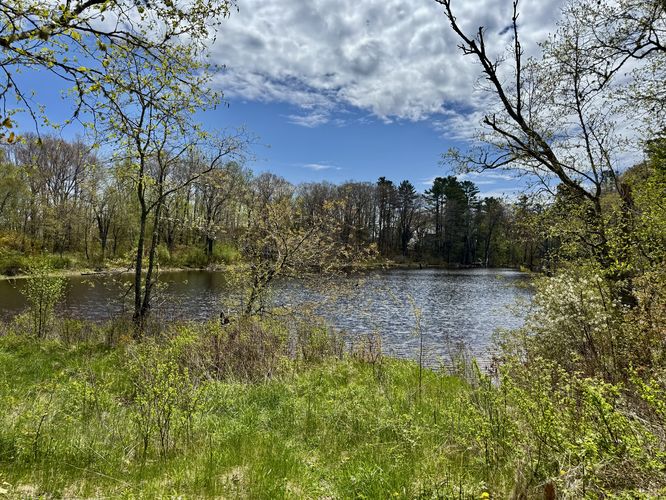 Pond view