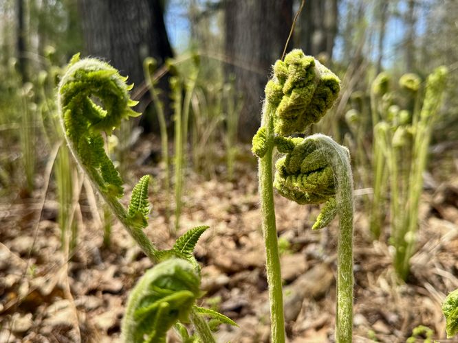 Fiddleheads
