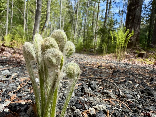 More fiddleheads