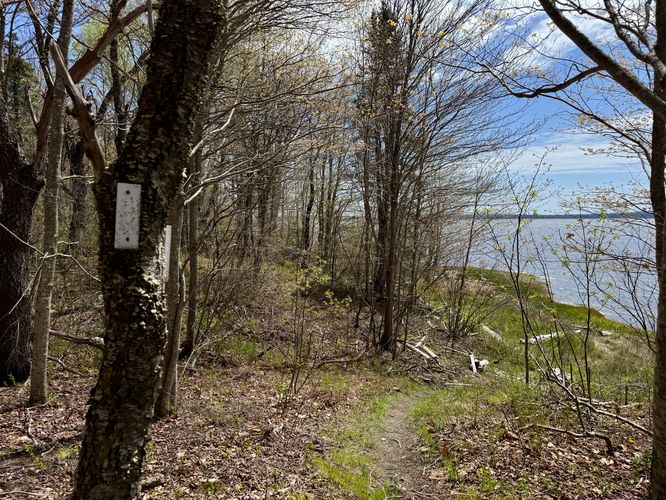 White blazes of the Shore Loop