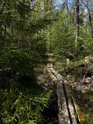 Wooden planks along the South Amazon Loop