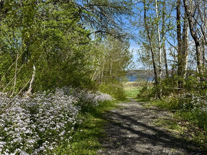 Wildflowers on the wheelchair accessible trail