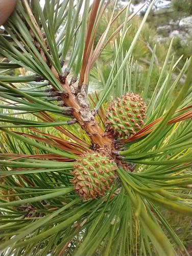 Tiny cone on evergreen tree at the summit 