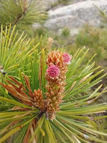 I've never seen the flower on this evergreen before.