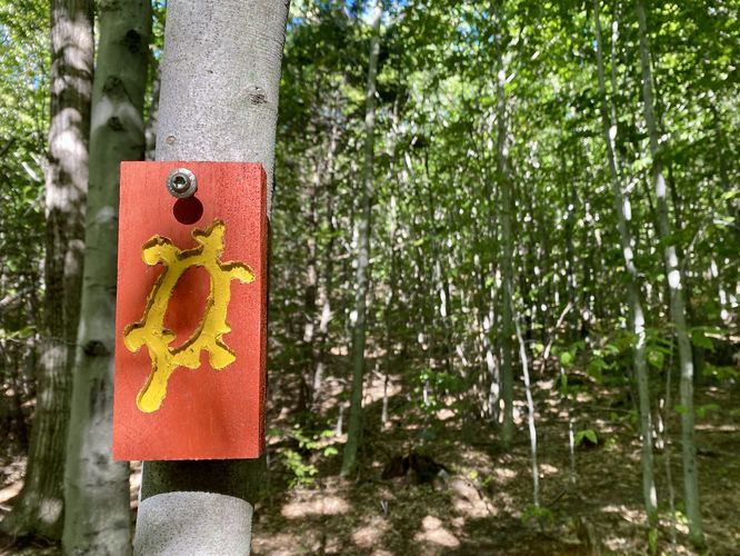 Red blazes with yellow turtles